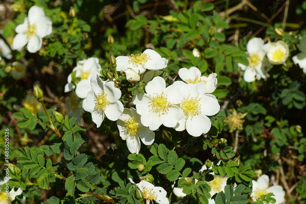 Fototapeta premium Closeup white flowers of a Burnet rose (Rosa spinosissima, syn. Rosa pimpinellifolia). Rosaceae, rose family. Spring, May. Dutch dunes.