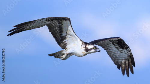 Osprey on a blue-sky day.