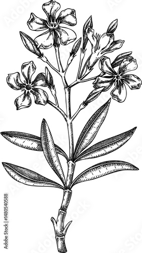 Oleander sketch. Poisonous plant drawing. Rosebay hand-drawn vector illustration. Witchcraft, herbal remedies, medicinal plants, apothecary. NOT AI generated
