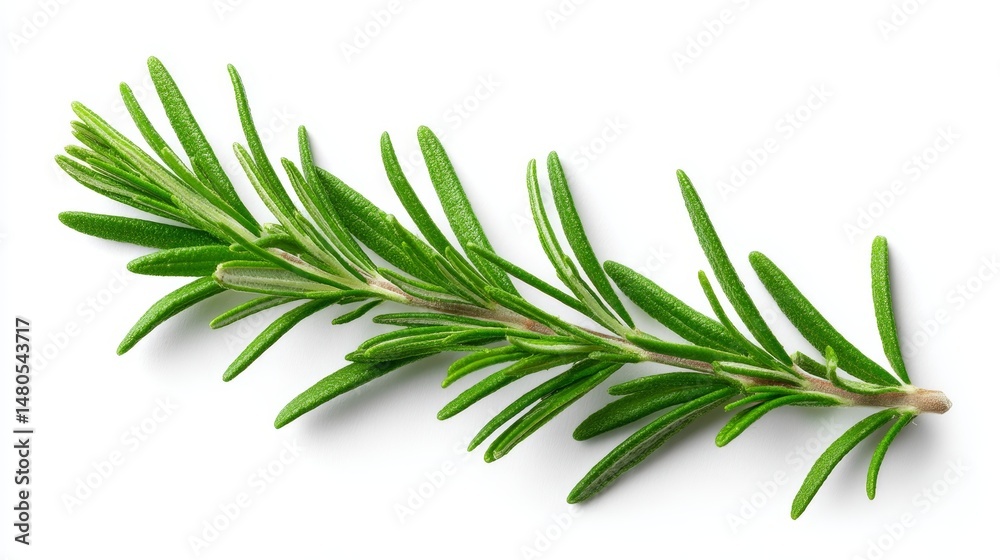 Fototapeta premium Fresh Rosemary Sprig Isolated on White - Aromatic rosemary sprig, culinary herb, cooking ingredient, fragrant leaves, Mediterranean cuisine. Symbolizing freshness, flavor, health, nature, and cooking