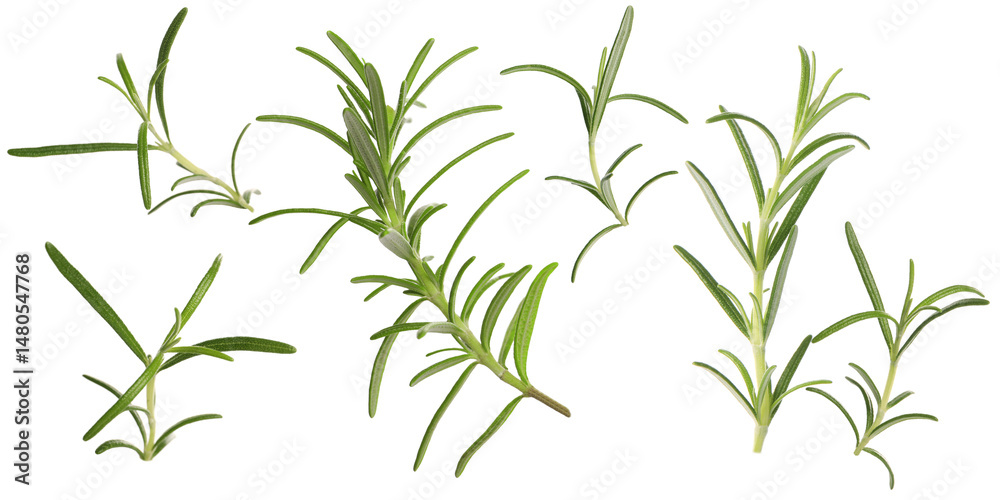 Fototapeta premium Fresh aromatic rosemary isolated on white, collage