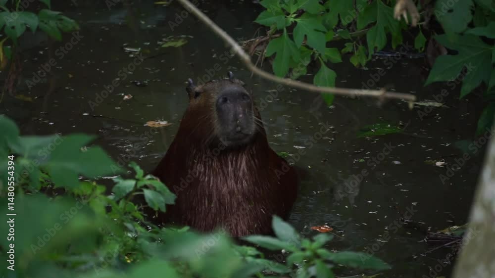 Capivara's eating in the horto florestal parque in São Paulo, Brazil.