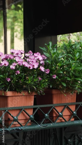 Three potted plants outside a cafe in the old town of Athens sway gently in the breeze. One features blooming purple Osteospermum, others are green. Daytime urban nature. No people.