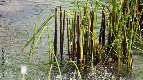 reeds and water drops in the lake.4k video footage