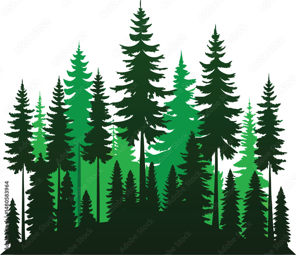 Obraz premium A Dense Forest of Evergreen Trees