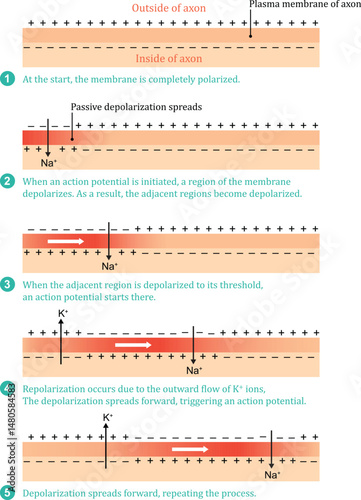 Diagram of a transmission of a nerve impulse. Impulse Conduction in Axons. Relation to the membrane voltage over time.