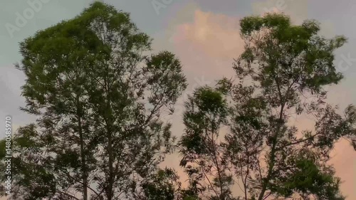 Wind storm and trees with sunset sky background 