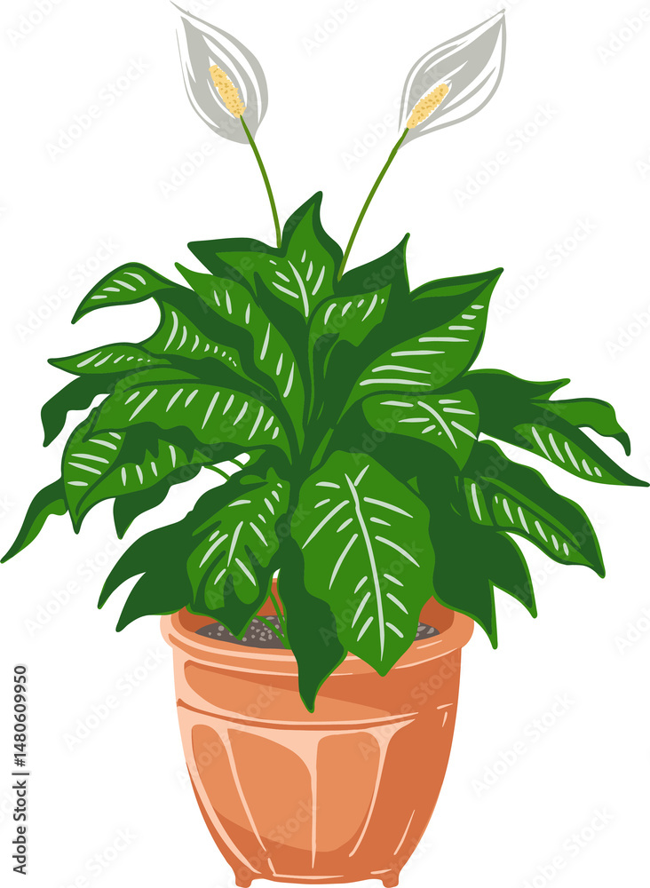 Fototapeta premium peace lily vector