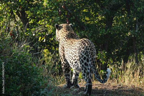 Leopard in the wild, Africa