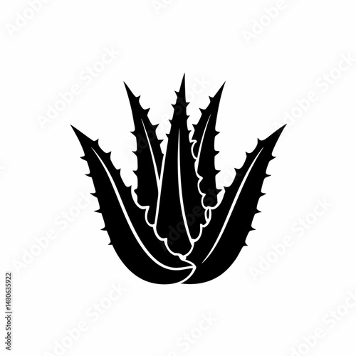 creative details Outline silhouette Aloe vera icon vector illustration 