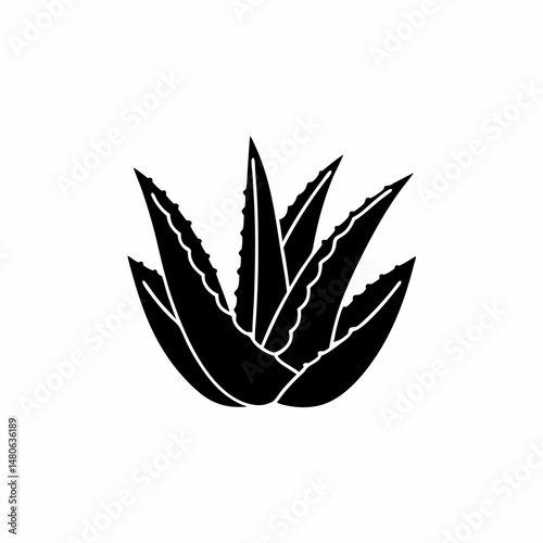 creative details Outline silhouette Aloe vera icon vector illustration 