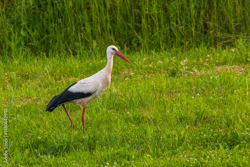 White stork walking on a green meadow in Masuria, Poland.