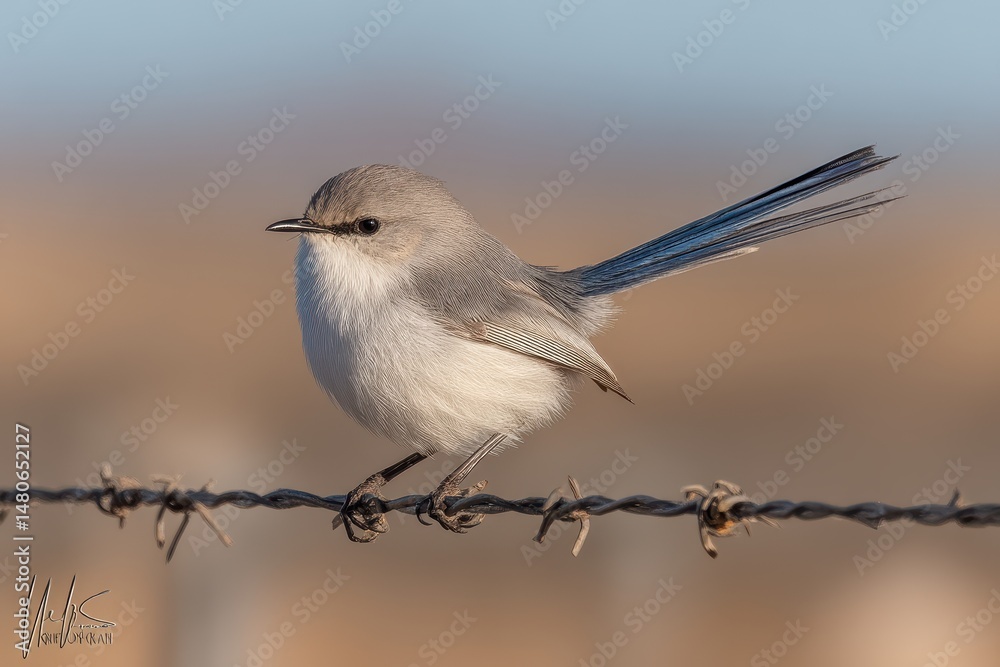 Fototapeta premium The adult female of the species Malurus cyaneus, commonly referred to as the Superb Fairywren, exhibits grey plumage with a notable tan-colored stripe running through her eye