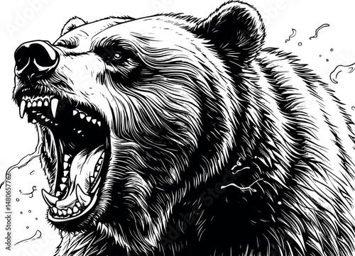 Angry roaring bear in vector engraving style isolated on white