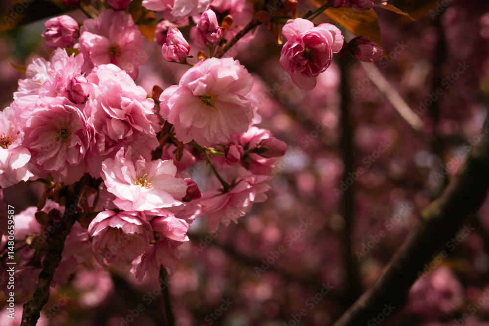 Obraz premium Blooming pink cherry tree in spring