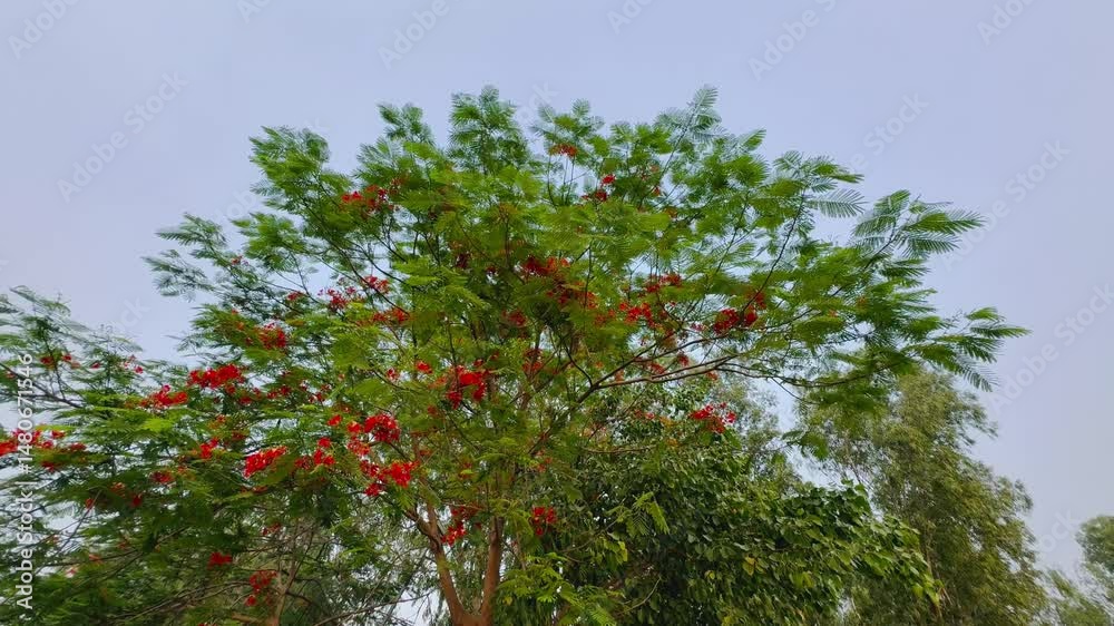 Royal Poinciana Trees in Full Bloom with Vibrant Red Flowers Over Branches | Stunning Tropical Tree Flower Close-Up
Royal Poinciana Trees in Full Bloom with Vibrant Red Flowers Over Branches | Stunning Tropical Tree Flower Close-Up