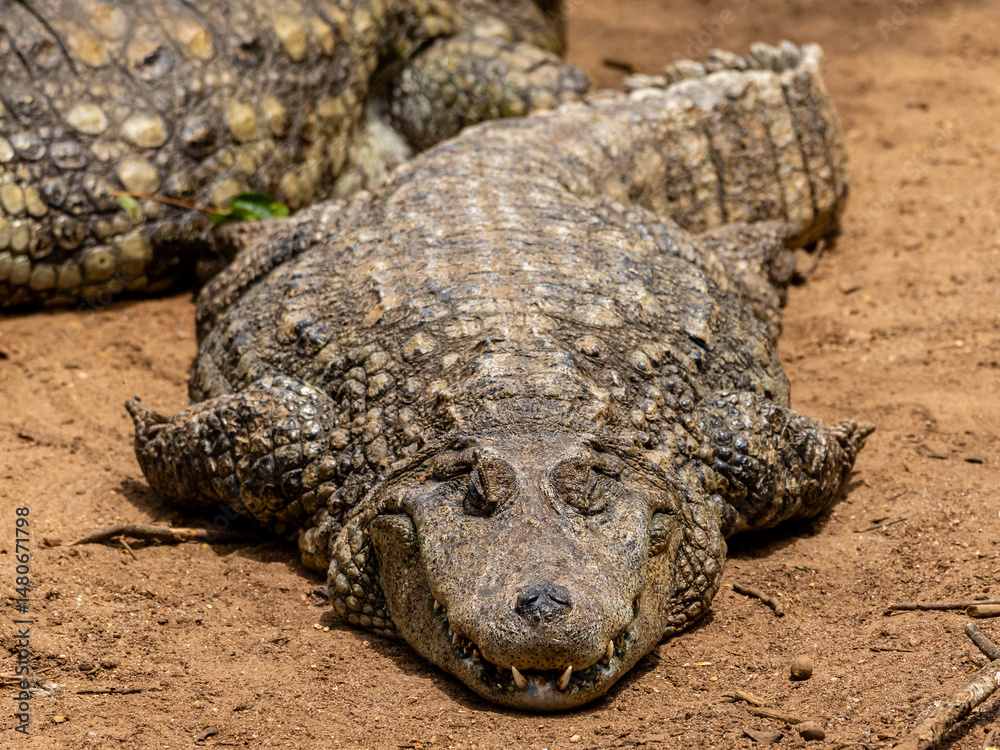 Fototapeta premium Closeup of black alligator sunbathing.