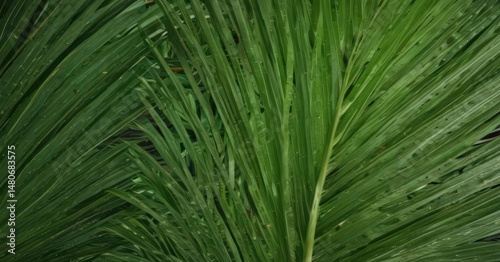 Intricate veins, vibrant green palm leaf texture close-up , frond, palm leaf