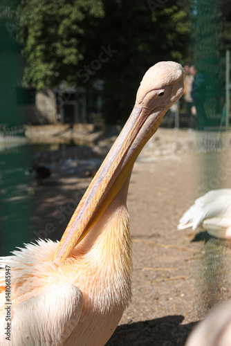 pink australian pelicans at the zoo