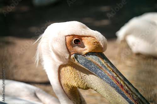 pink australian pelicans close up at zoo