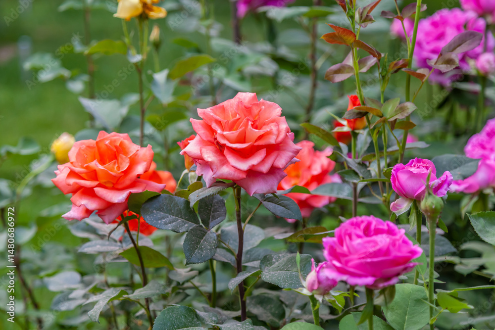 Obraz premium Bunch of pink and orange roses are in a garden