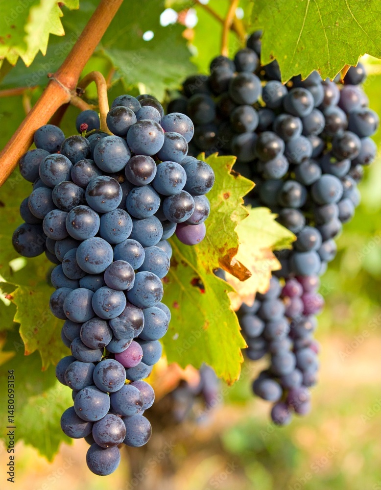 Fototapeta premium bunch of grapes