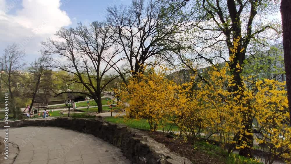 A forsythia bush with beautiful yellow flowers in a spring park. 
