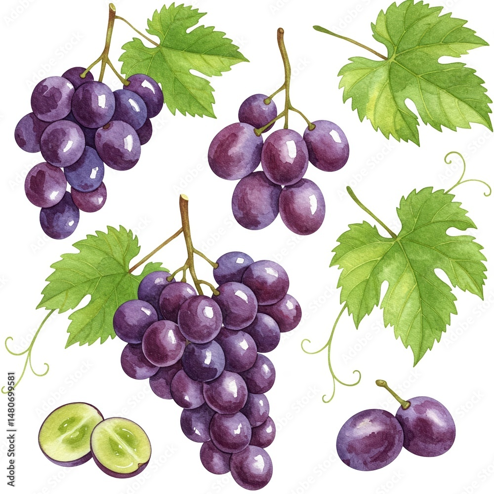 Obraz premium Watercolor Illustration of Grape – Whole and Sliced, Isolated on White Background