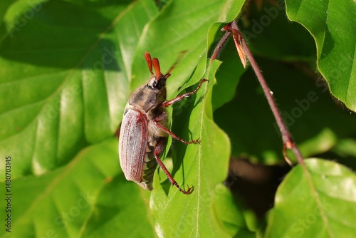 Cockchafer (Melolontha) crawls on the leaf of a beech hedge (Fagus). Selective focus.