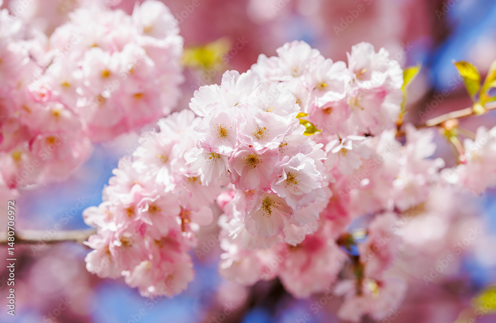 Fototapeta premium Close up of cherry tree pink blossoms
