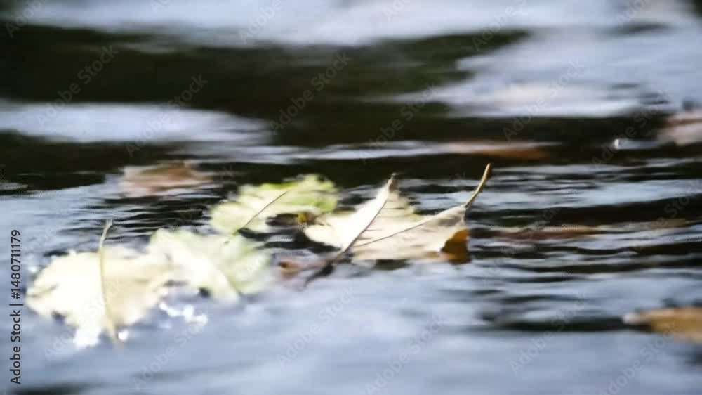 Leaves gently floating on the surface of calm water, with natural and realistic motion