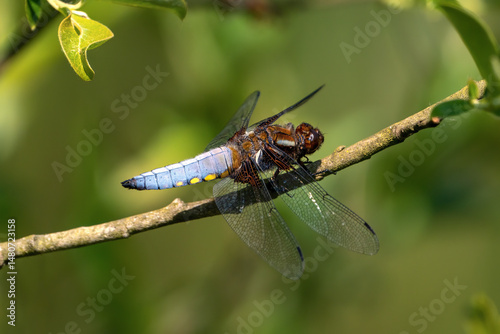 broad bodied chaser perched on a branch