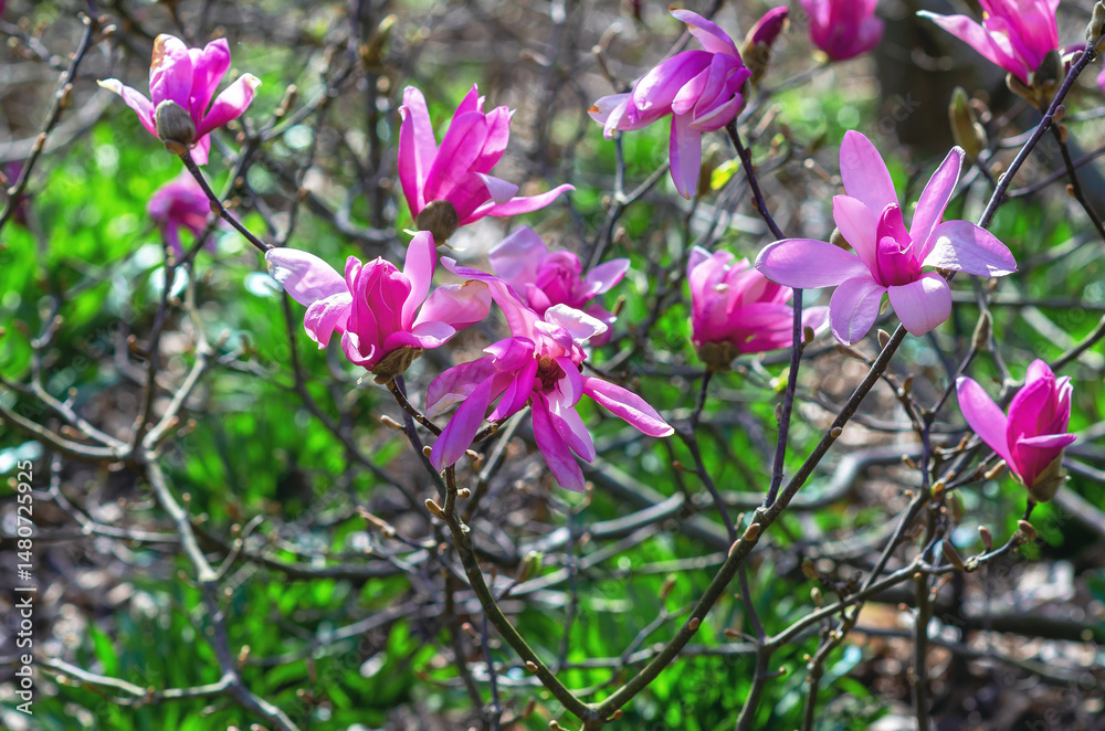 Naklejka premium Bush of pink magnolia flowers with varying degrees of opening, buds and blossoms. Blurred nature background.