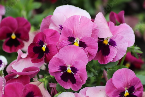 Yellow and violet pansy flowers. Pansies in the garden, close up.