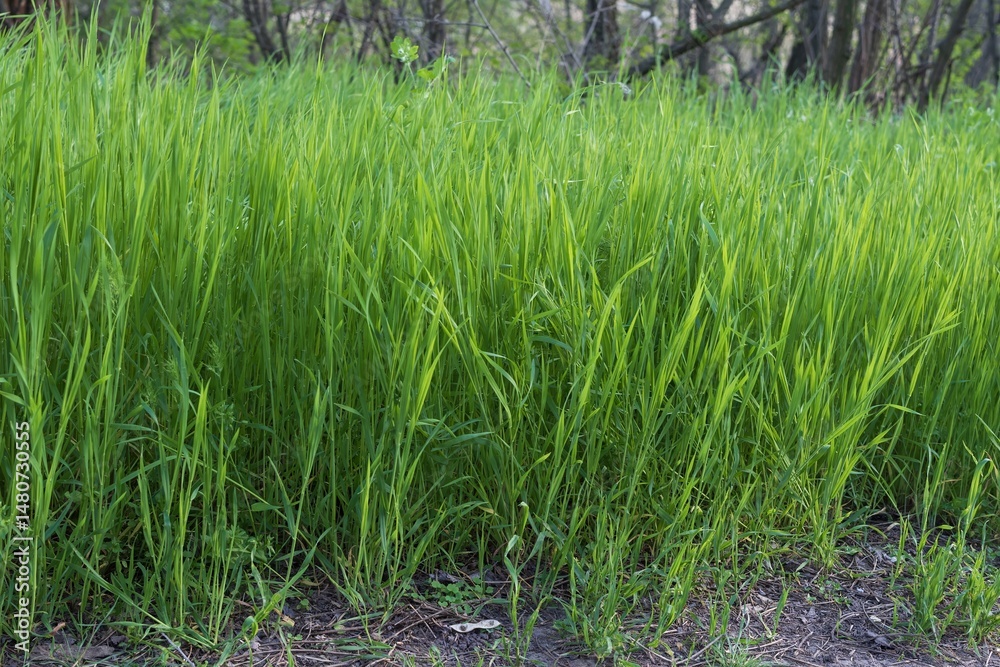 Obraz premium Natural field with lush green grass in spring sunlight close-up