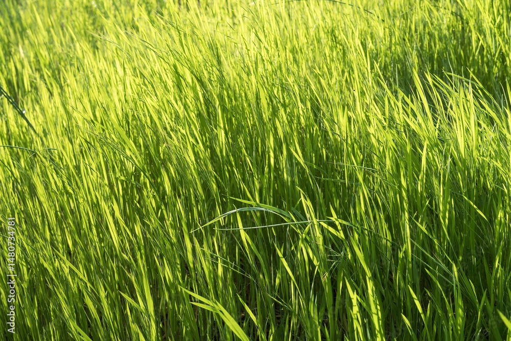 Obraz premium Natural field with lush green grass in spring sunlight close-up