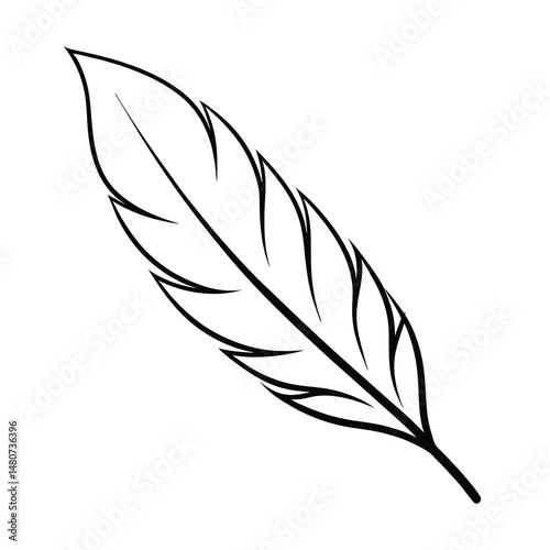 feather on white background