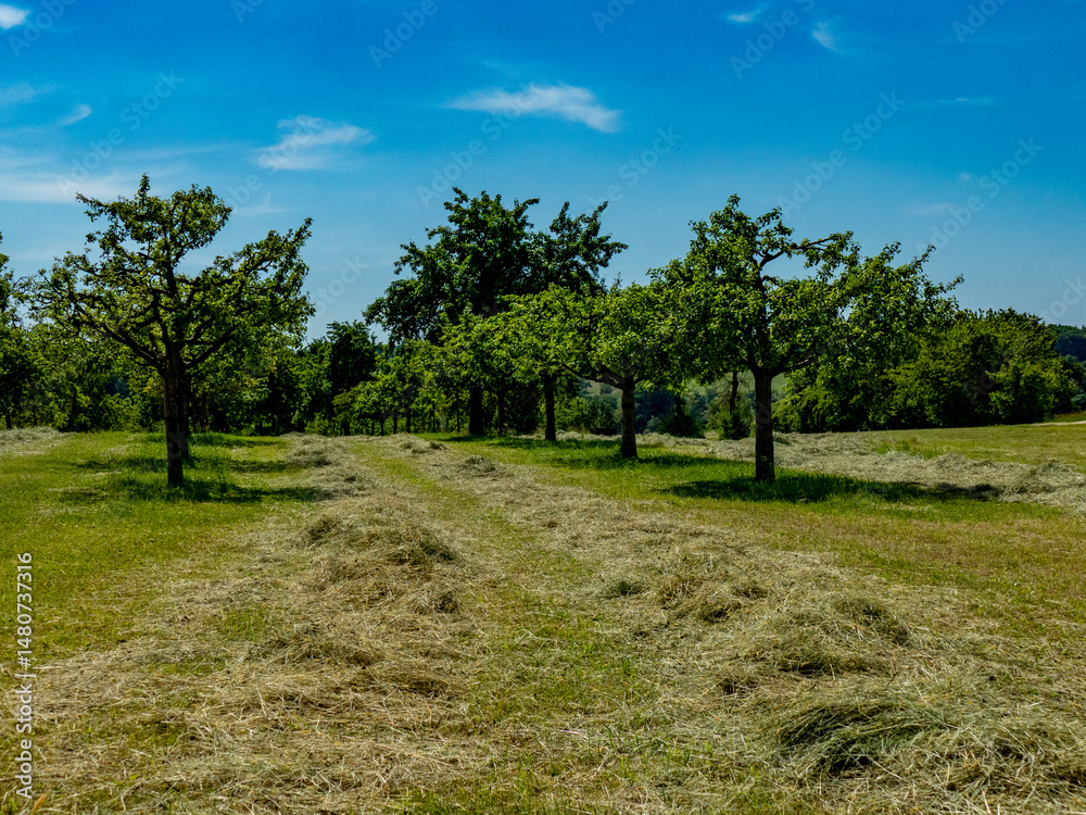Baumgrundstück und frisch gemähte Wiese Baumgrundstück und frisch gemähte Wiese