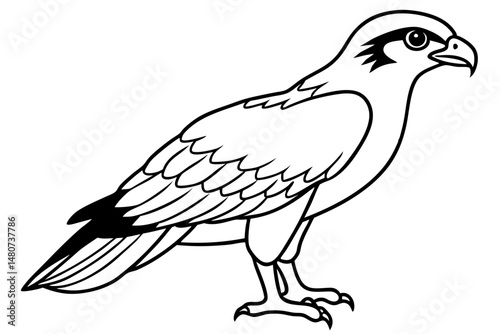 osprey silhouette line art vector illustration with a white background