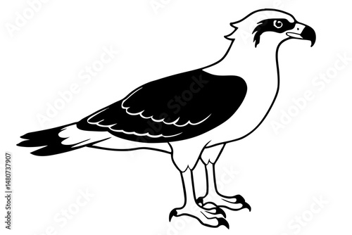 osprey silhouette line art vector illustration with a white background
