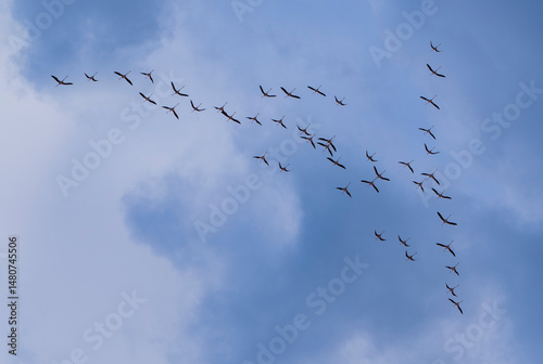 Bandada de flamencos en el cielo