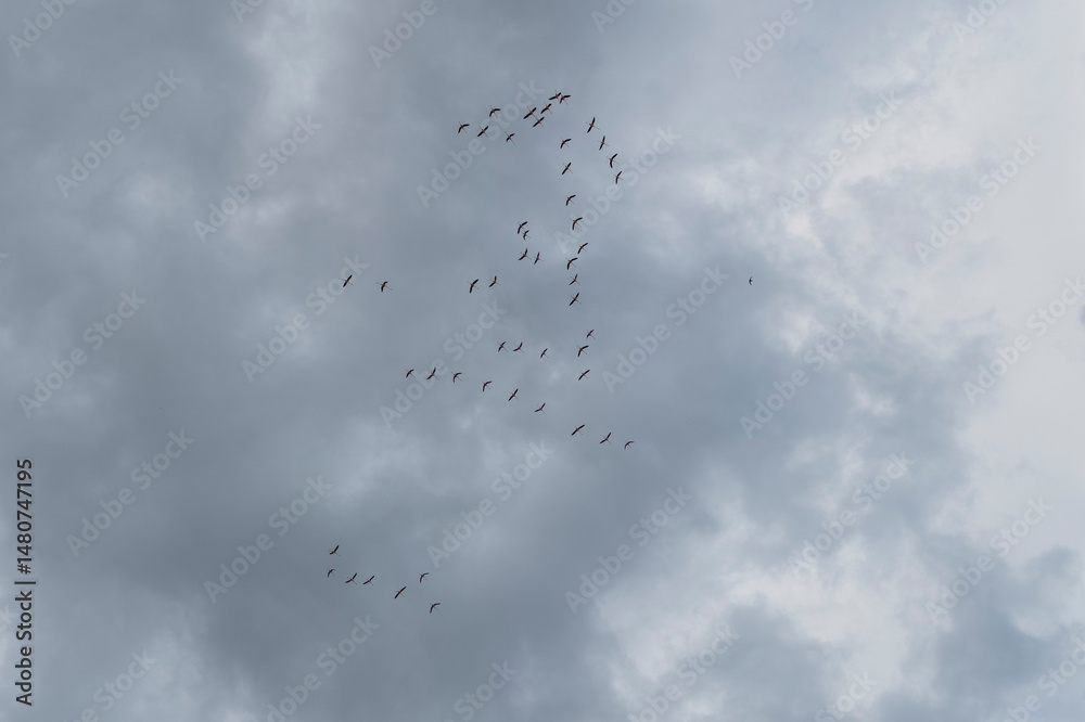 Fototapeta premium Bandada de flamencos en el cielo