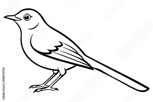 nightingale silhouette line art vector illustration with a white background