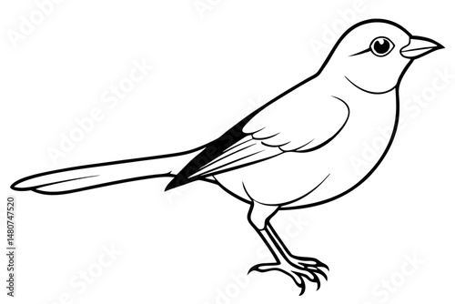 nightingale silhouette line art vector illustration with a white background