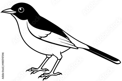 nightingale silhouette line art vector illustration with a white background