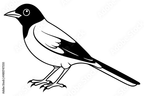 nightingale silhouette line art vector illustration with a white background