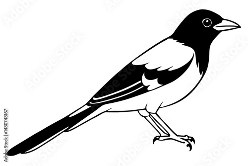 oriole silhouette line art vector illustration with a white background