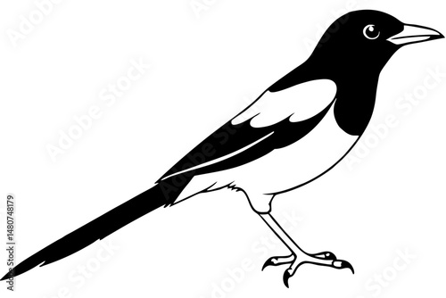 oriole silhouette line art vector illustration with a white background