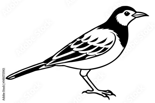 skylark silhouette line art vector illustration with a white background