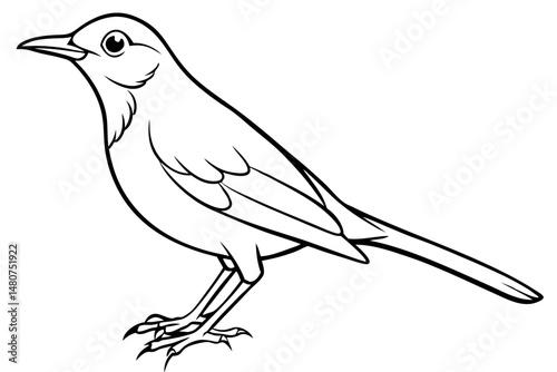 thrush silhouette line art vector illustration with a white background